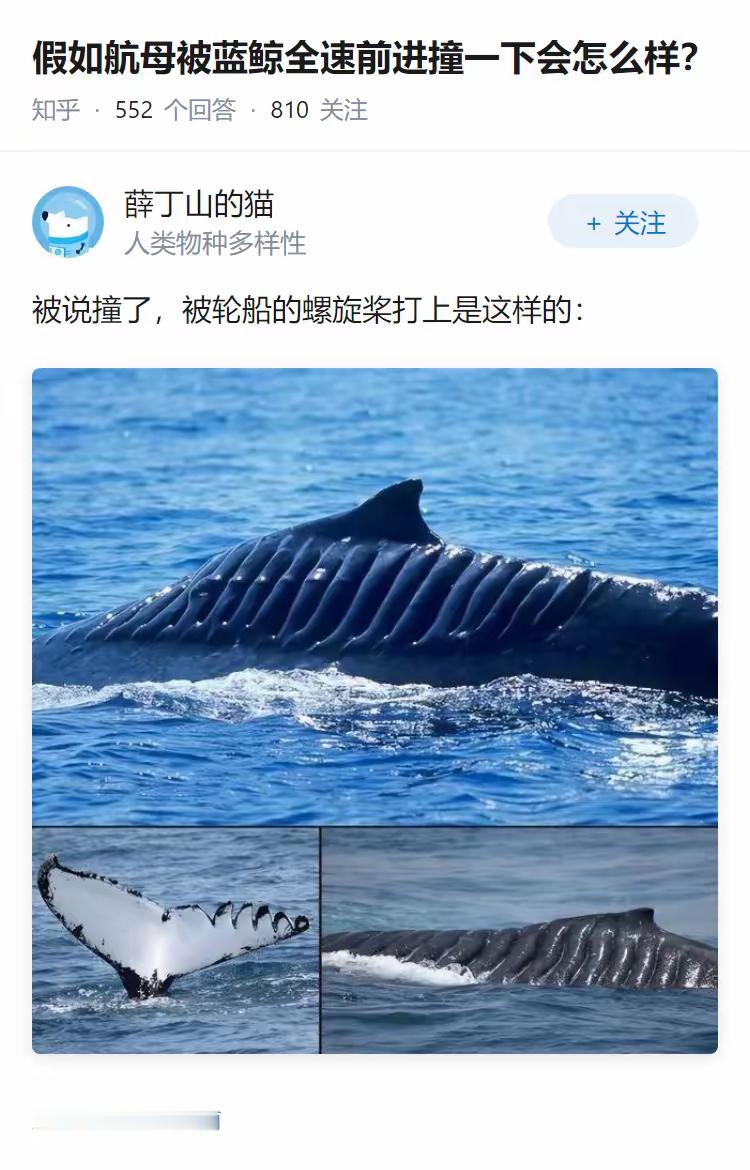 假如航母被蓝鲸全速前进撞一下会怎么样？ 