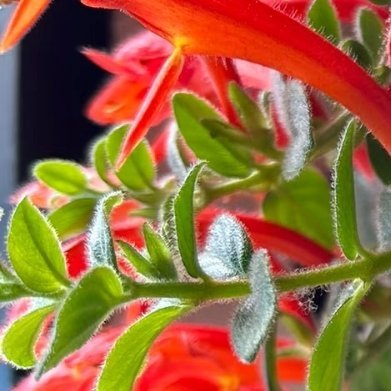 鲸鱼花（小众垂吊苦苣苔，全新品种）完整种植方法1. 配土：腐叶土5份+珍珠岩3份