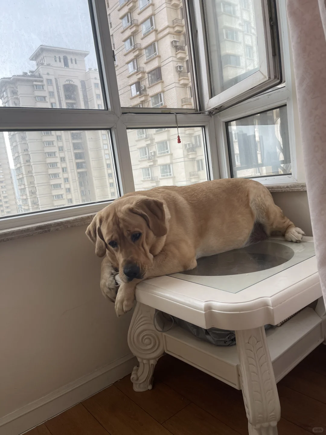 就算我抱一下别的小狗，也不至于这样吧