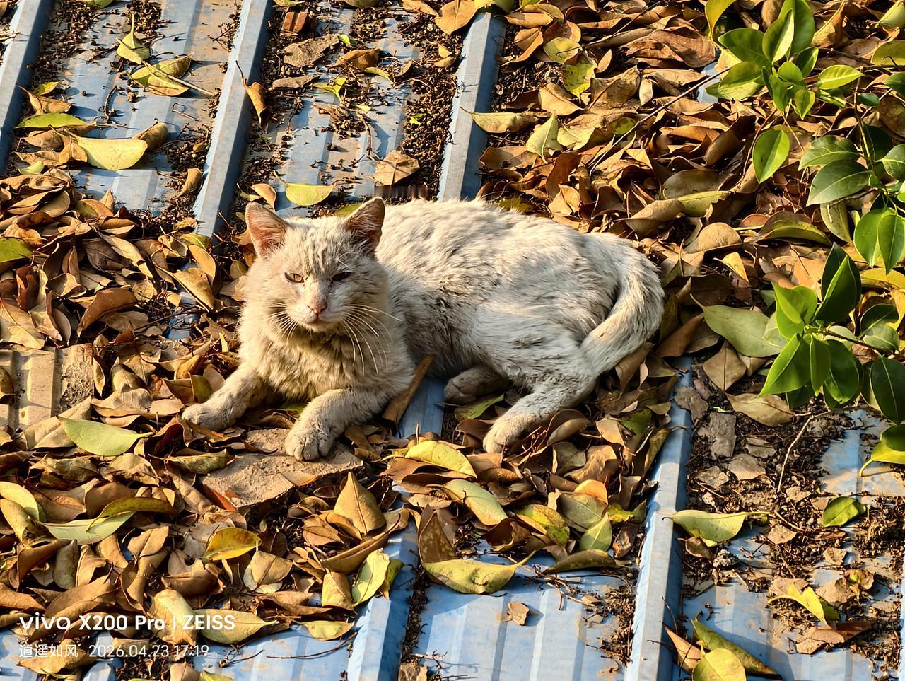 能分享一下你相册里的风景照片吗关爱流浪猫，每一只流浪的小生命，都在努力活着。愿我