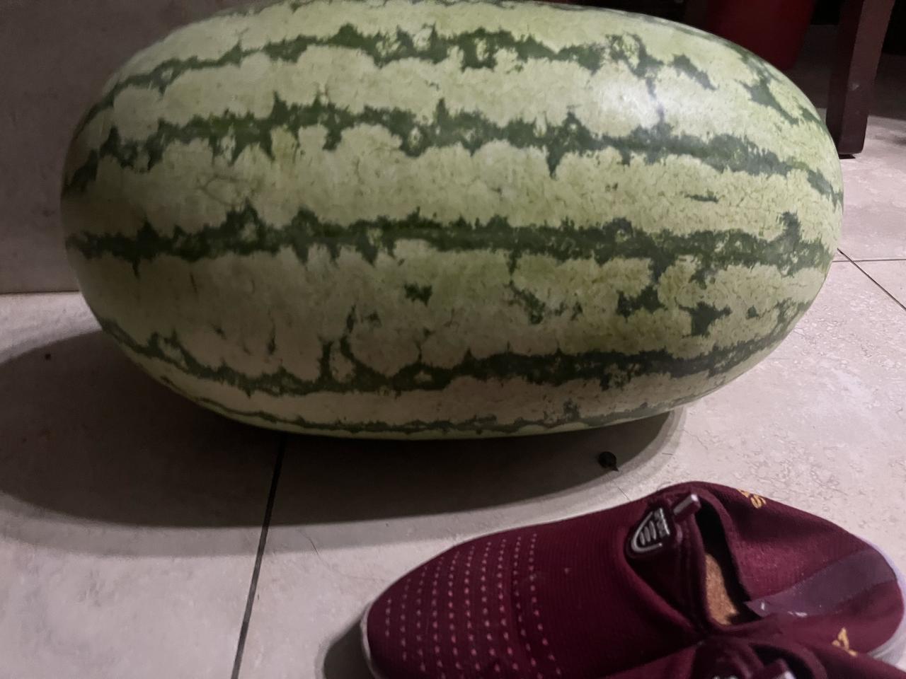 这么大的西瓜，至少39斤以上，在我们这里只要5元，还随便挑！