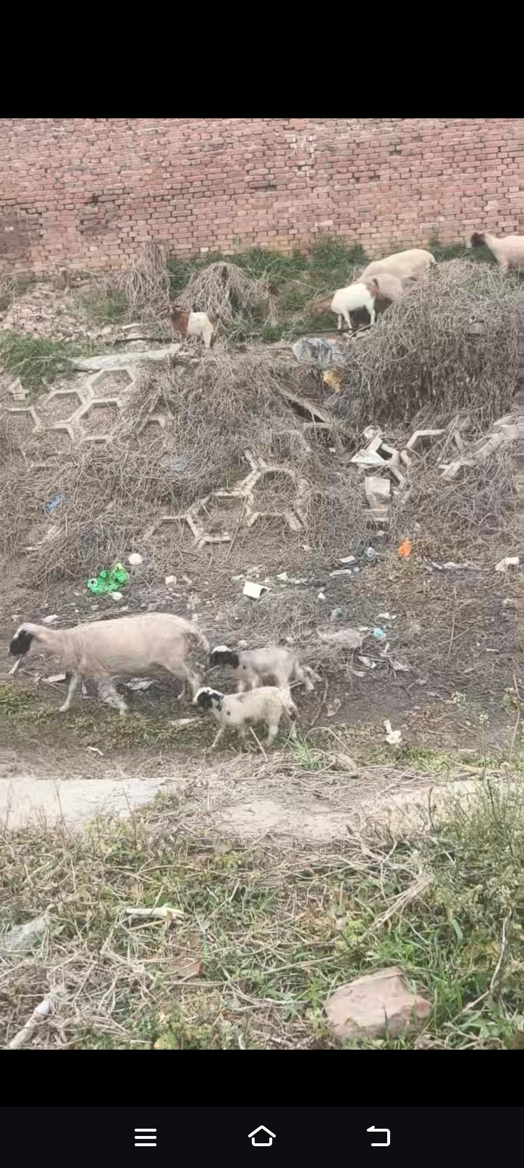 “野径草萋萋，羊群逐影行”，这画面简直美到让人窒息。想象一下，在那幽静的野外小径