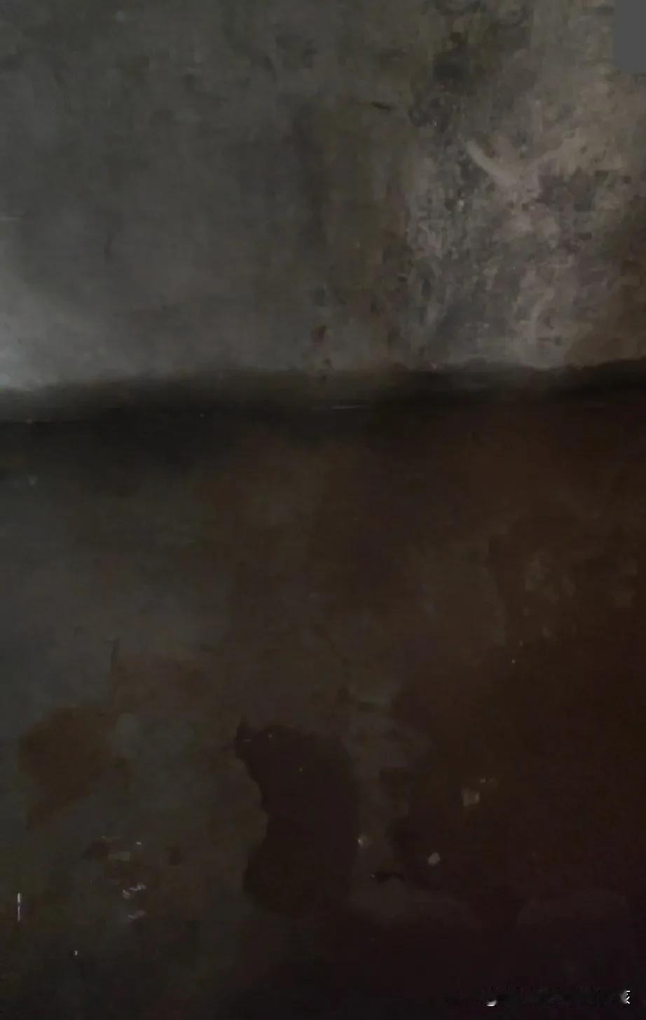 下这么点雨，地下室就发河了，现在感觉这座楼岌岌可危。
这次雨也不大，也不知道啥原