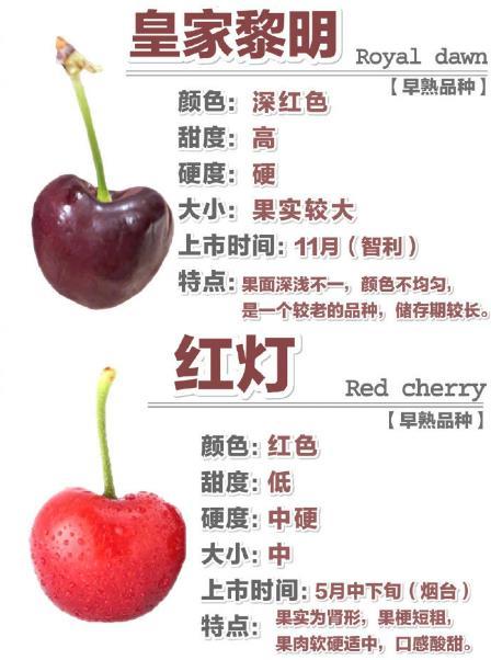 【车厘子说明书】车厘子口感及区别‼️挑选技巧我的宝藏食谱