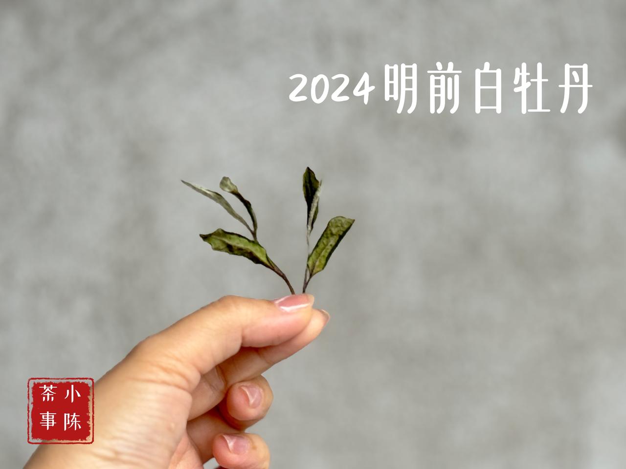 白茶也是明前茶更好喝吗？
采摘时间影响茶叶的香气和滋味，但白茶更看重的是品质。