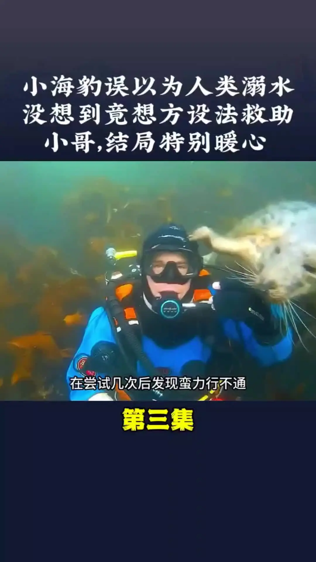 动物世界 动物的迷惑行为 神奇的动物在 万物皆有灵性 动物也有爱