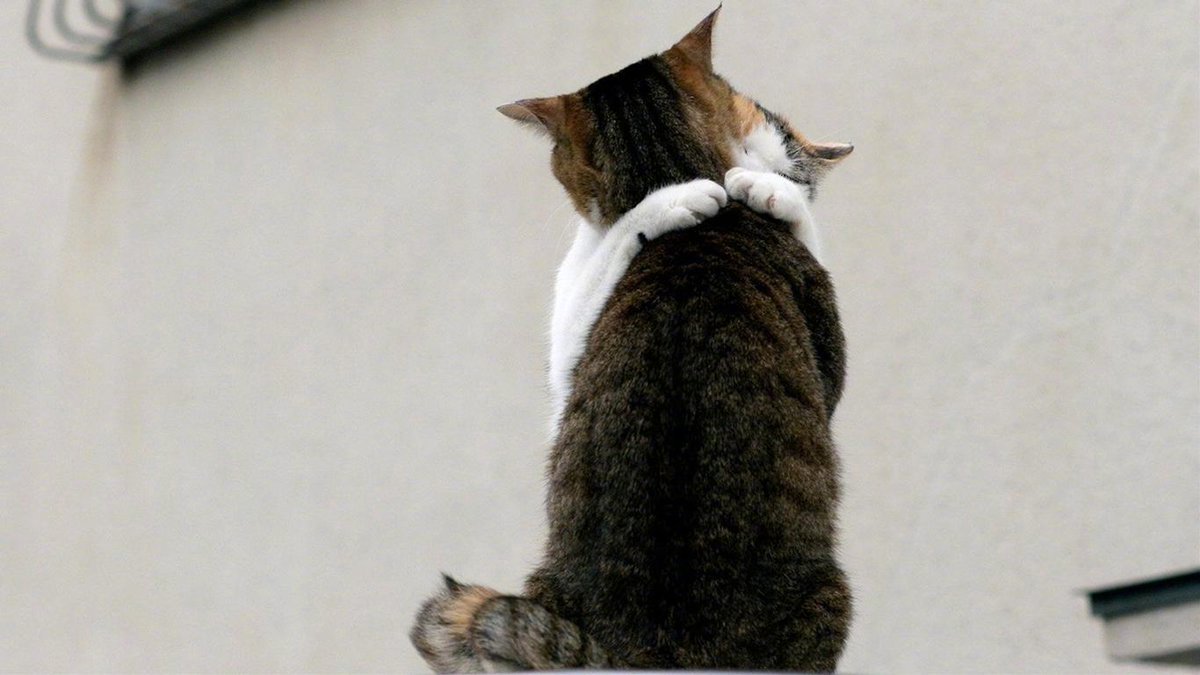猫咪的拥抱！[给你小心心]