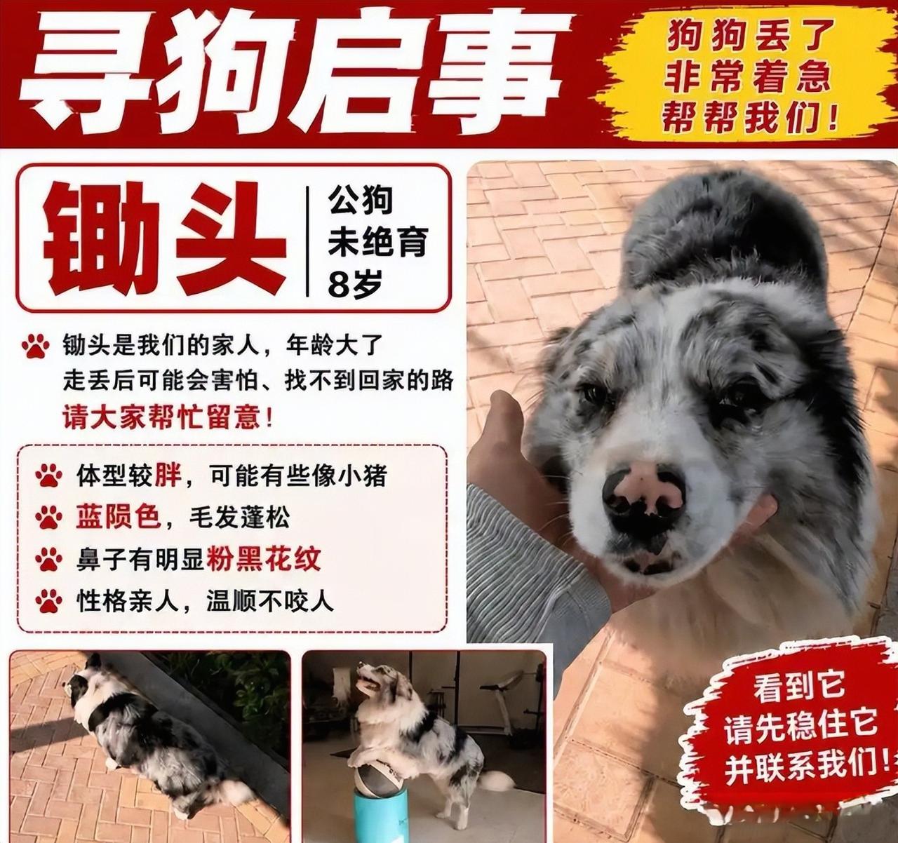 百万网红边牧被180元卖去宰杀，
9年陪伴换惨剧一场，法律绝不能轻饶！
一桩令人