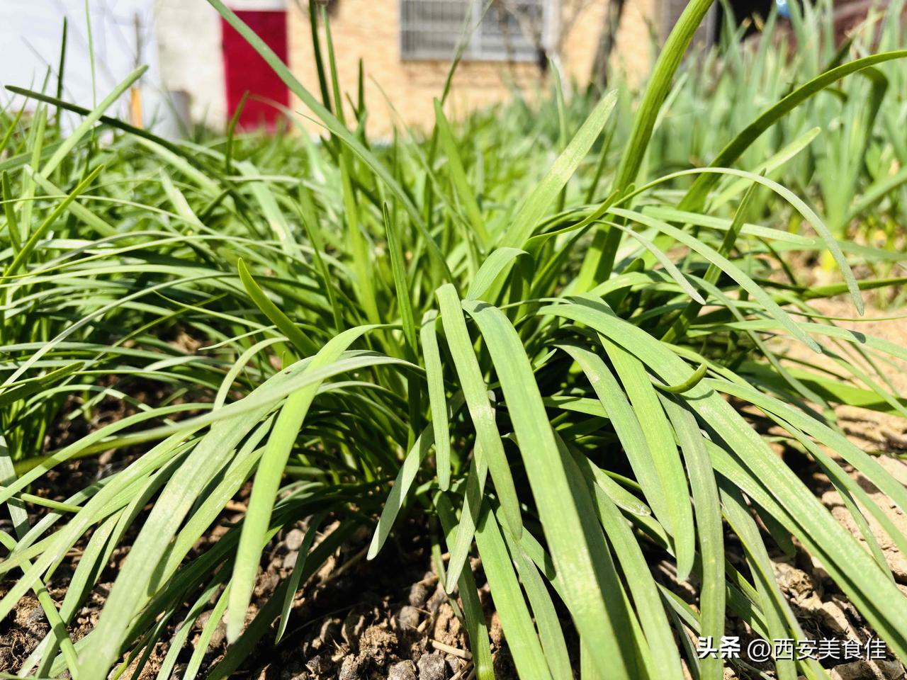 老家门口的头茬韭菜。
你就说美不美！
春天真好。
紫红根宽叶韭菜 农村小韭菜 冬