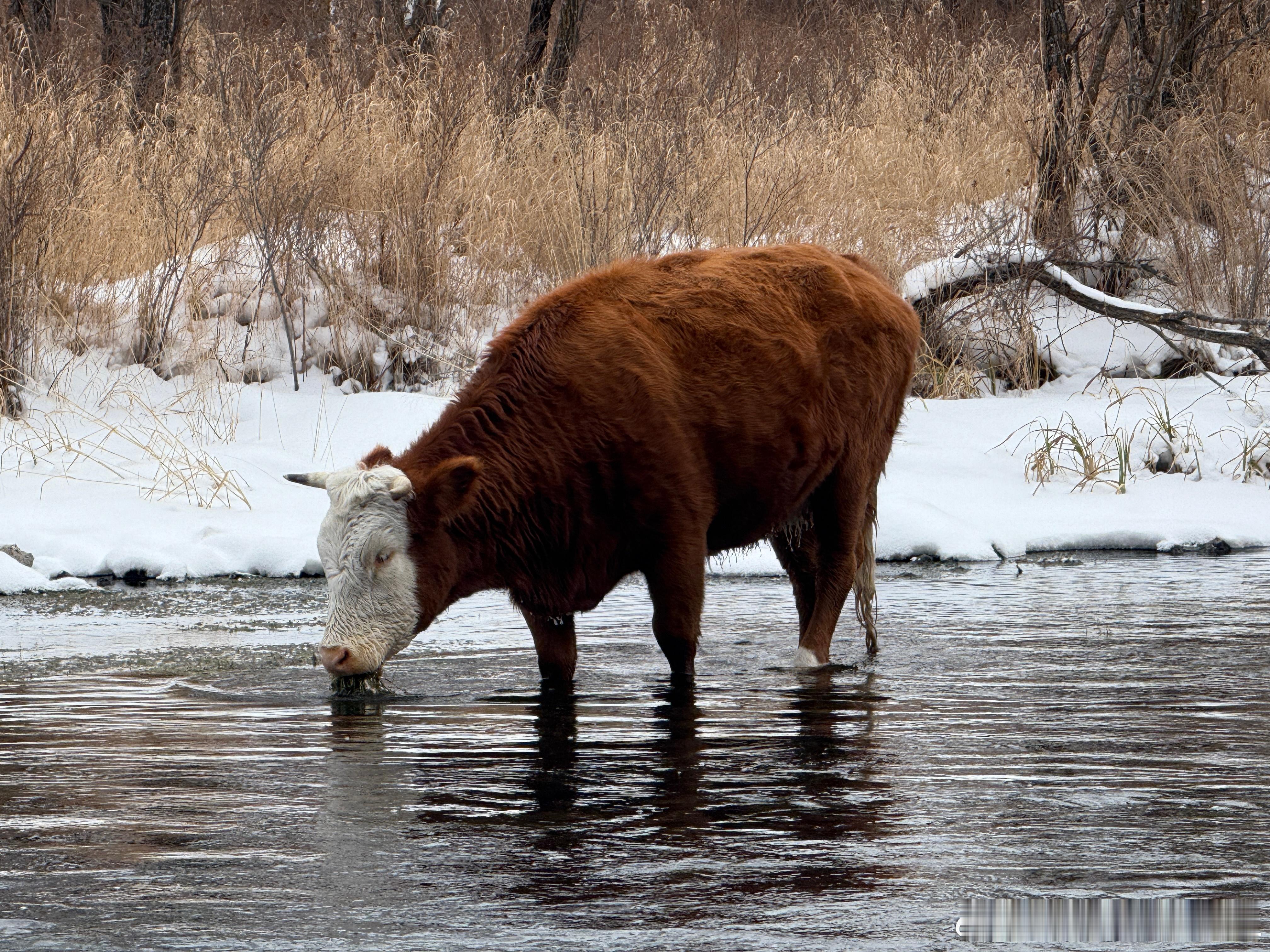 阿尔山的不冻河，因为河床下有地热的关系所以哪怕零下40度水也不会结冰。于是乎这里