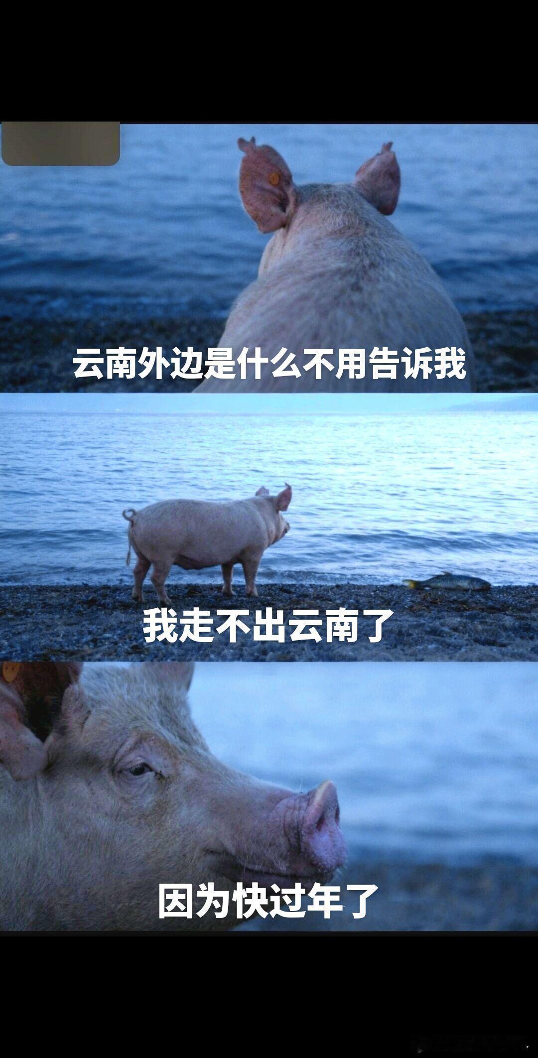 云南外面的世界不用跟我说了 我走不出云南了杀年猪了 杀猪菜 