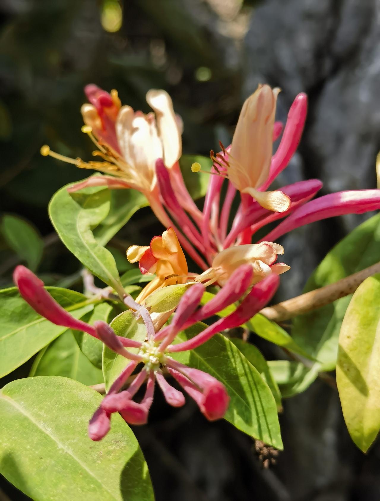 红色金银花，一花多色，五彩流转。
 红色金银花，并非普通金银花的红色变种，其实它