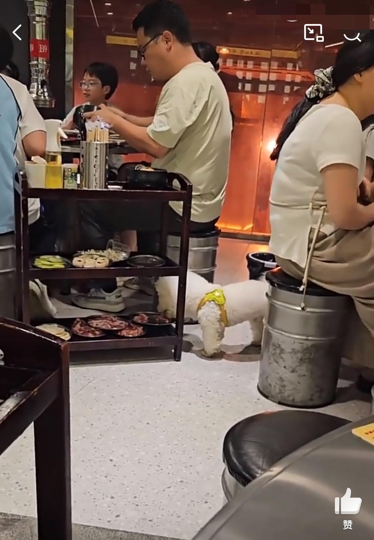 湖南衡阳一烤肉店内，宠物狗偷吃隔壁顾客餐食无人制止，一盘肉几乎被狗给吃光。有消费
