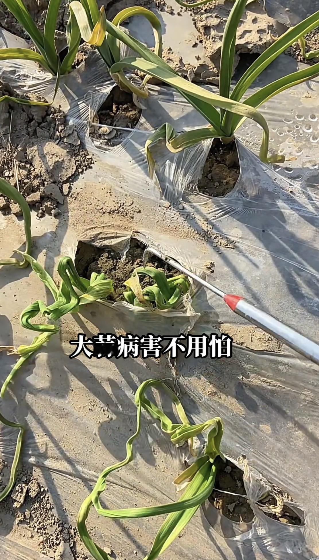 大蒜有病不用慌大蒜种植 大蒜种植 分享农业知识帮农民增产增收