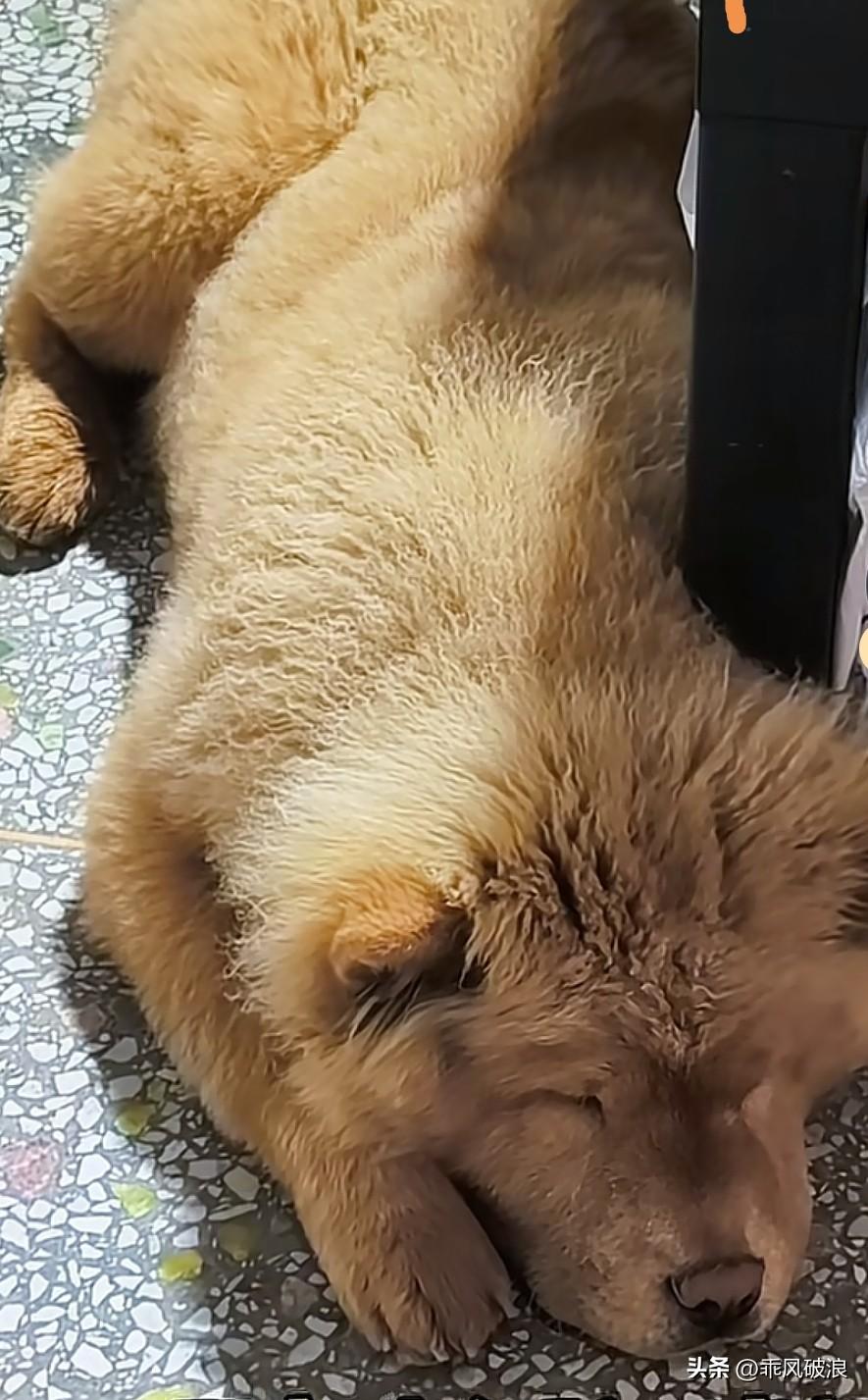 旺财正值青春期，时常和邻居家的黑妹狗谈恋爱。今天一大早，黑妹又来找旺财。然而，旺