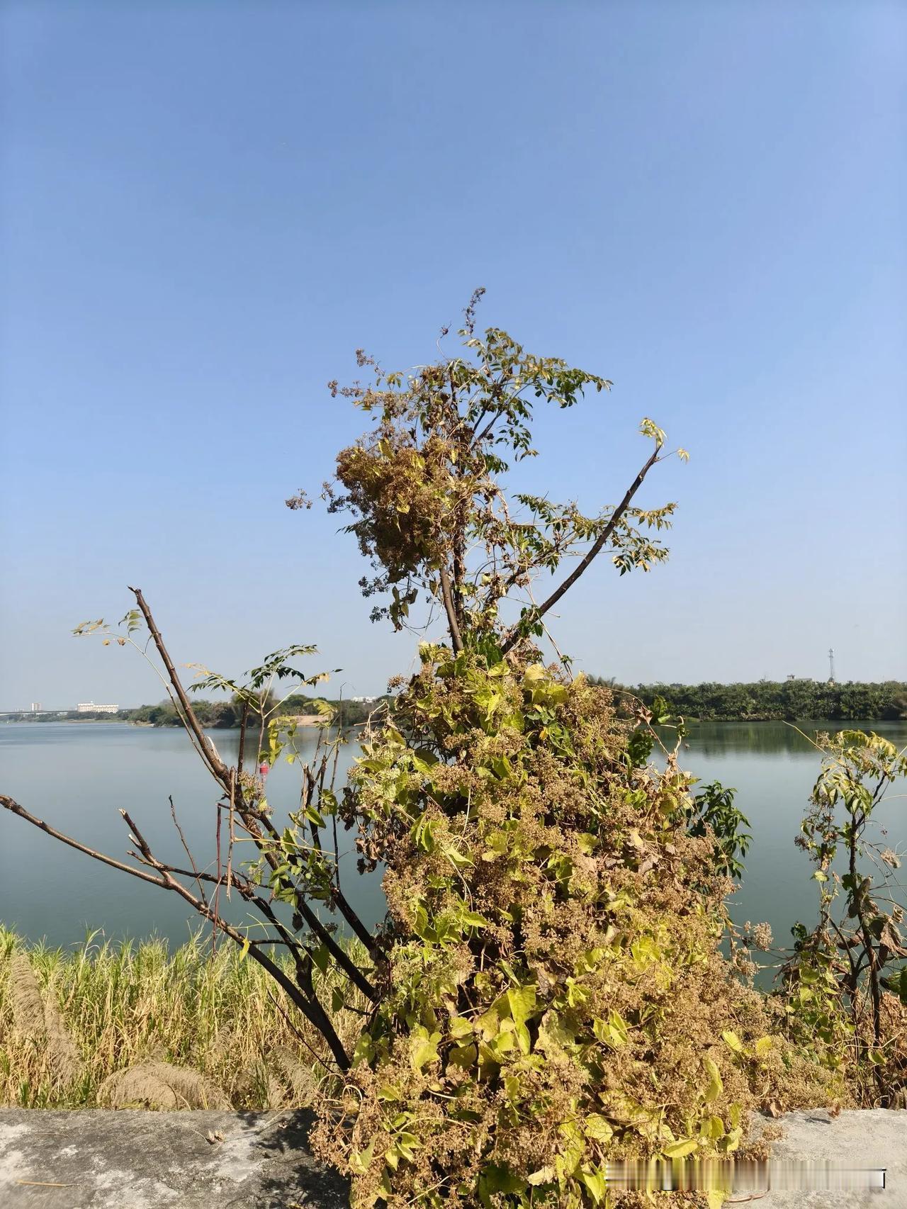 分享一张随手拍很好看的照片日行堤坝