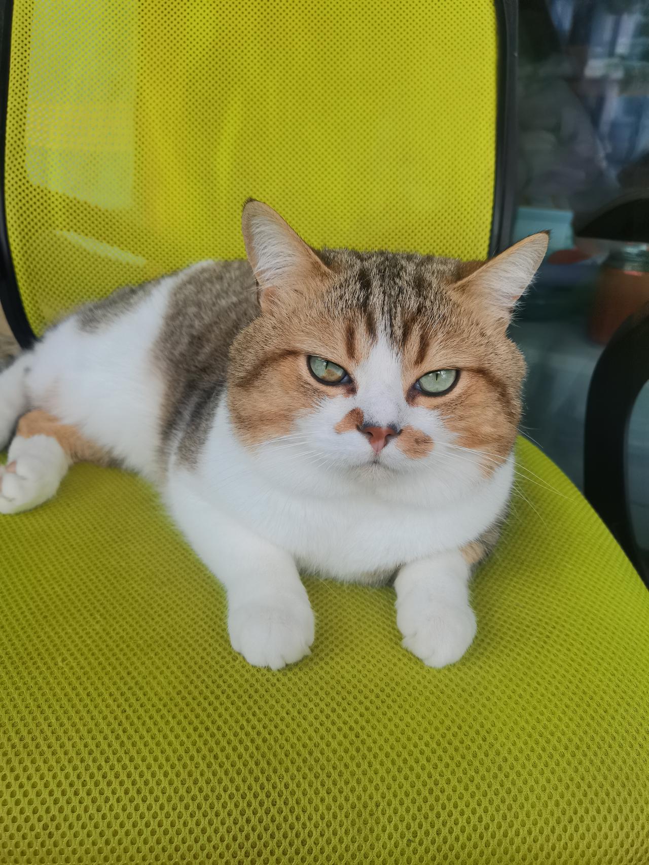 我的小猫可爱吗？你家的猫也很可爱吗?