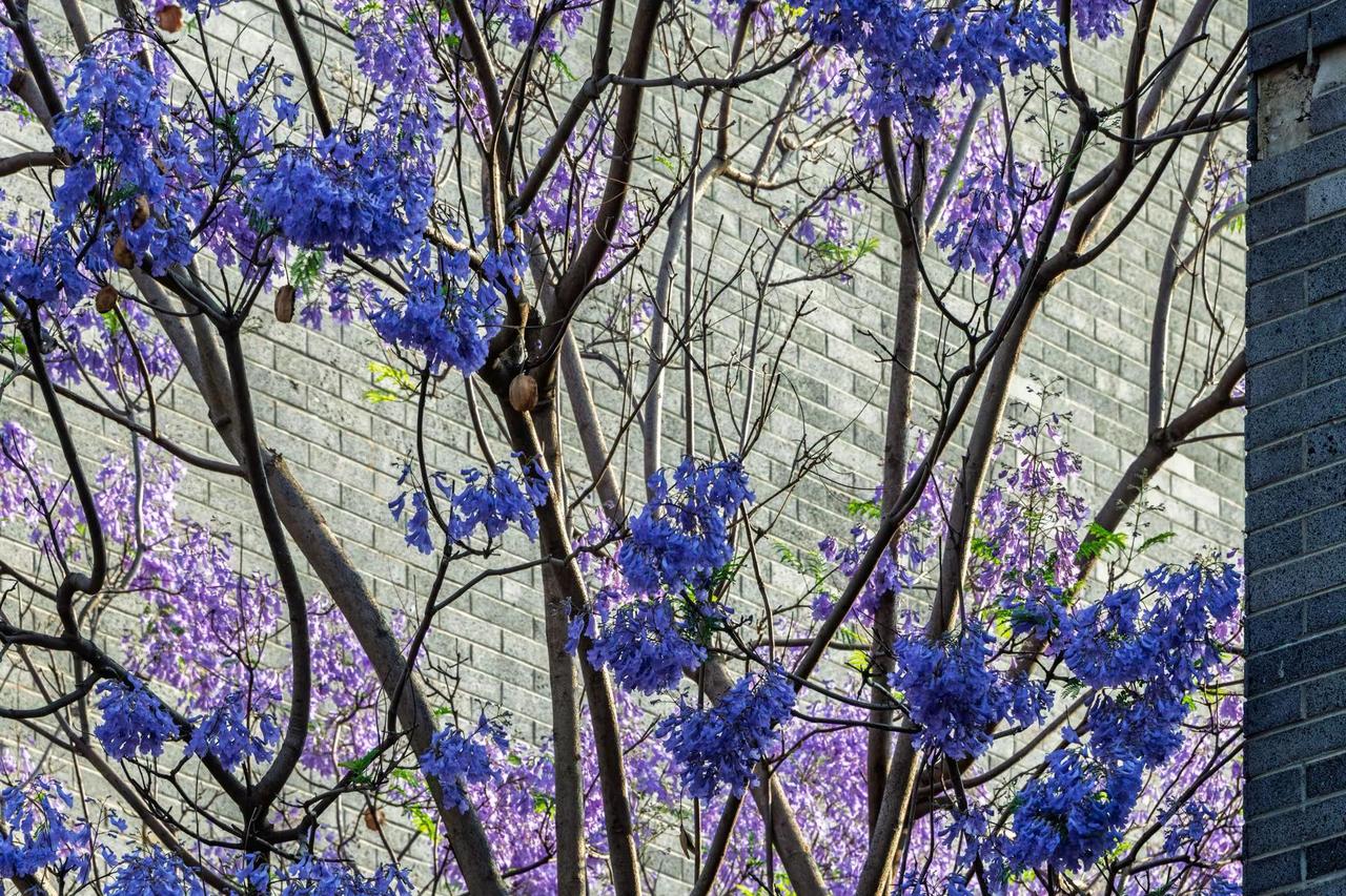 昆明富民上河院蓝花楹。昆明富民上河院蓝花楹