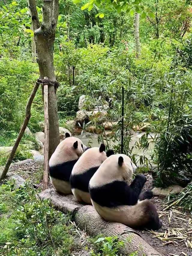 以前旅游像出嫁，现在旅游像遛弯。

真不是夸张。我妈翻出老照片给我看，1986年