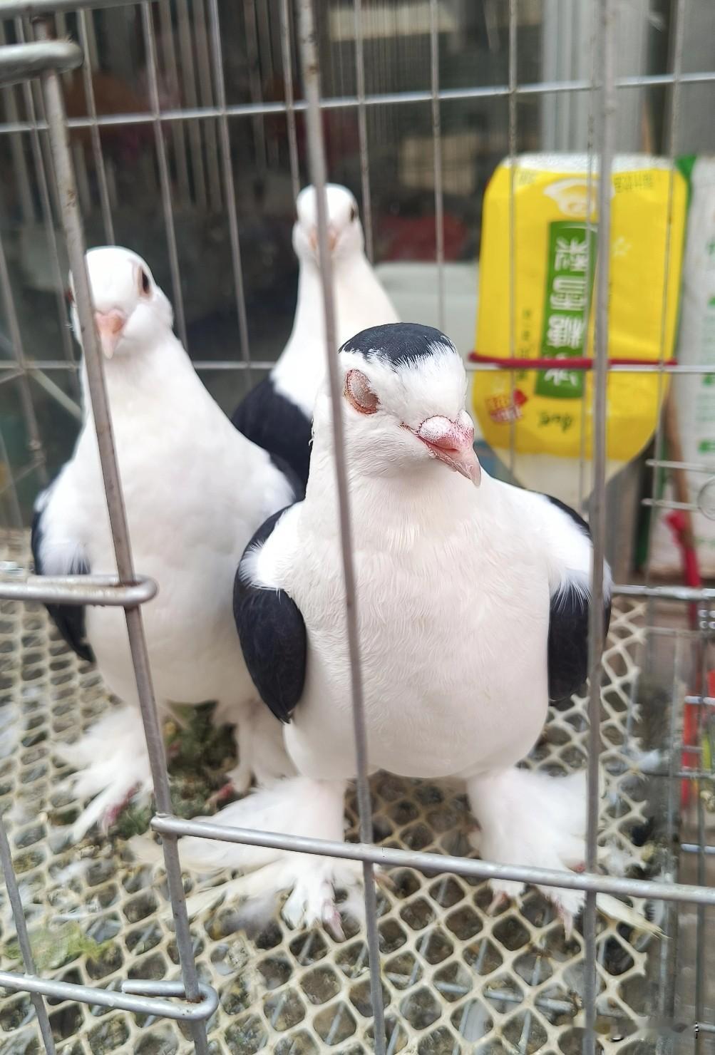 数组“420”又是一堆共20个位置区域，与“584”的粘连位置不下17个（懒得细