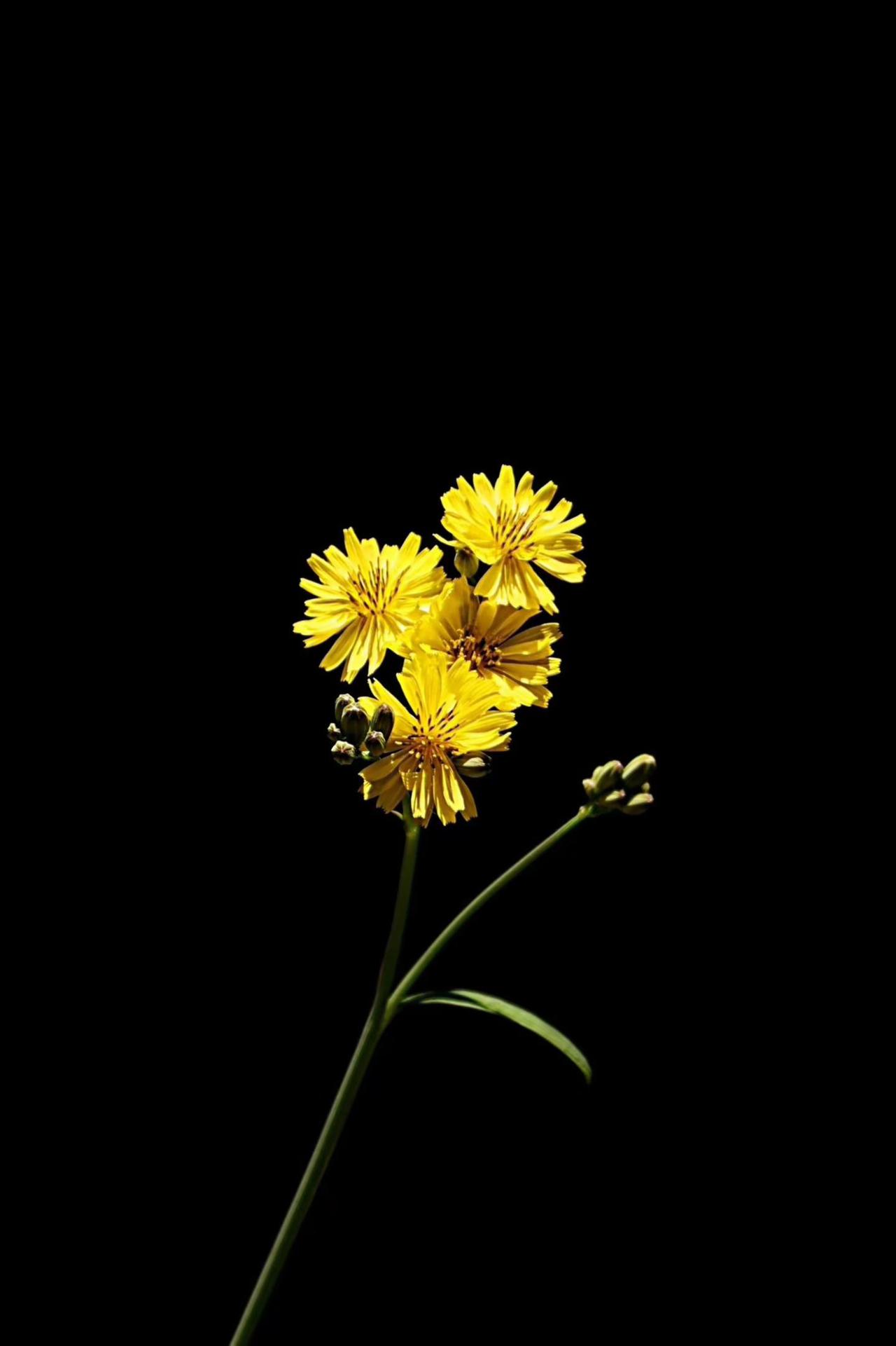 路边的小花。拍花艺术