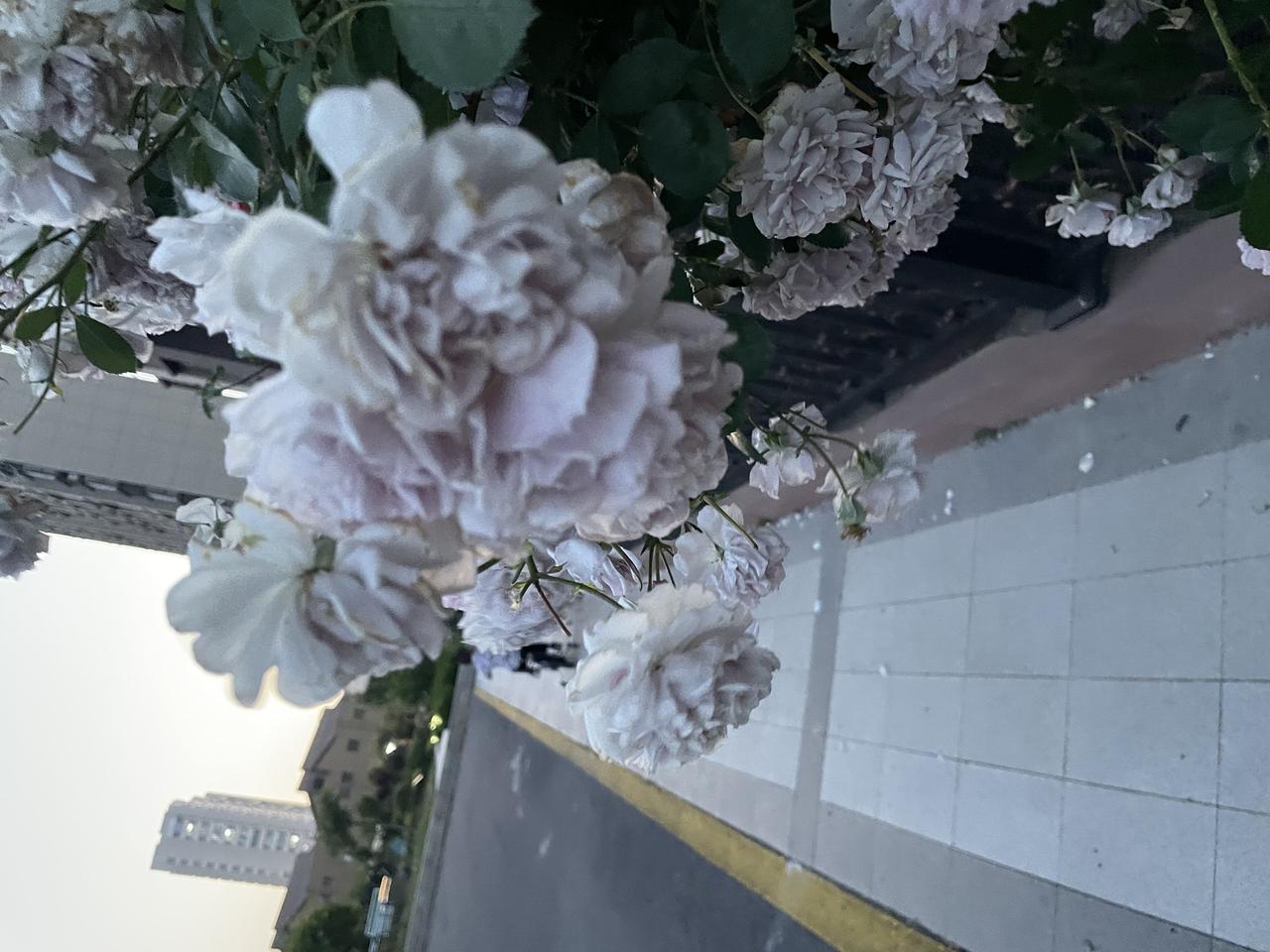 路边的景色真的很多，只要细心的发现，就可以看见美好的东西。