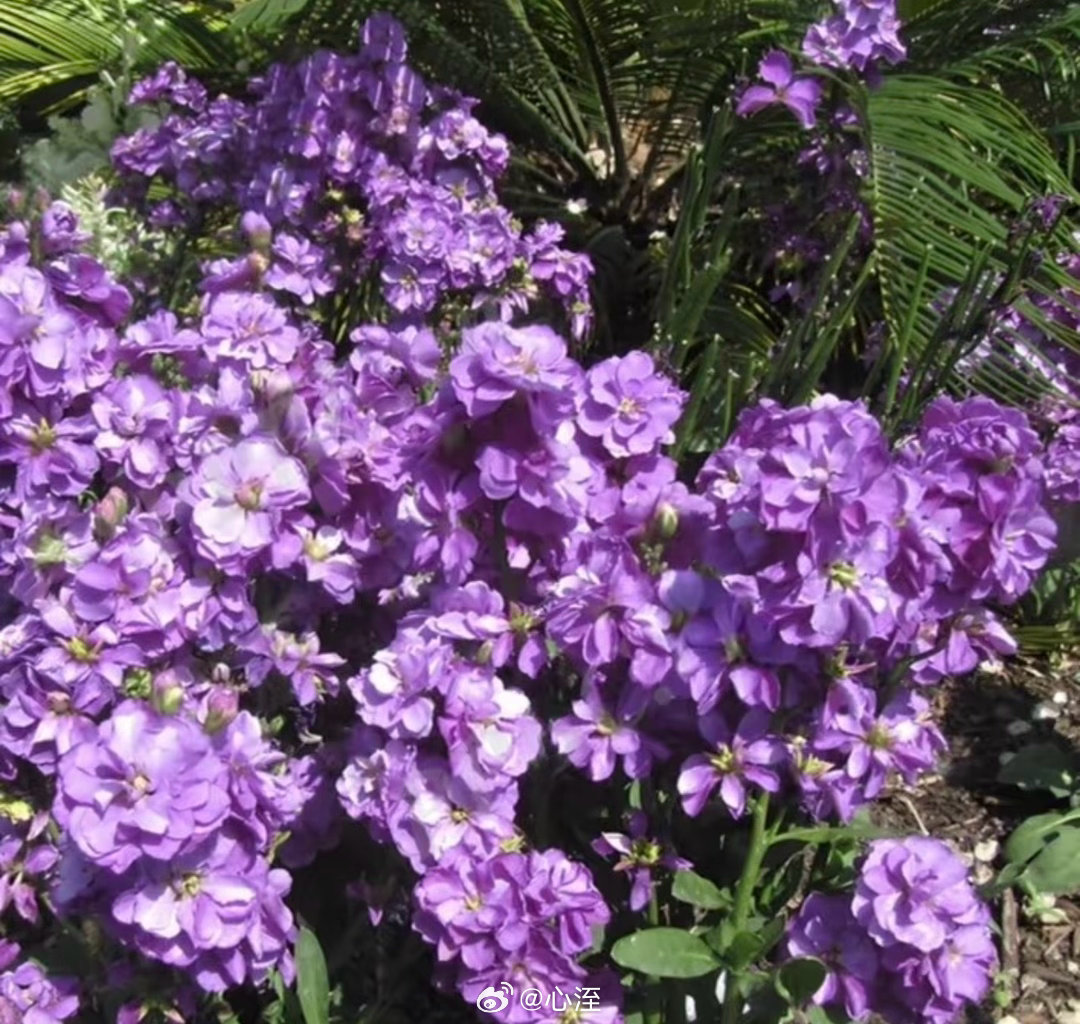 紫罗兰的种植方法1. 光温适宜，忌暴晒与低温放置于明亮散射光处（如东、北窗台），