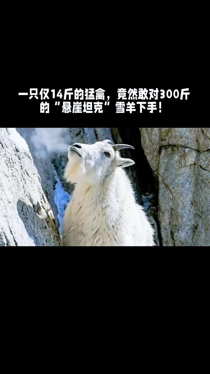 一只仅14斤的猛禽竟然敢对300斤的"悬崖坦克"雪羊下手！
一只只有14斤的猛禽