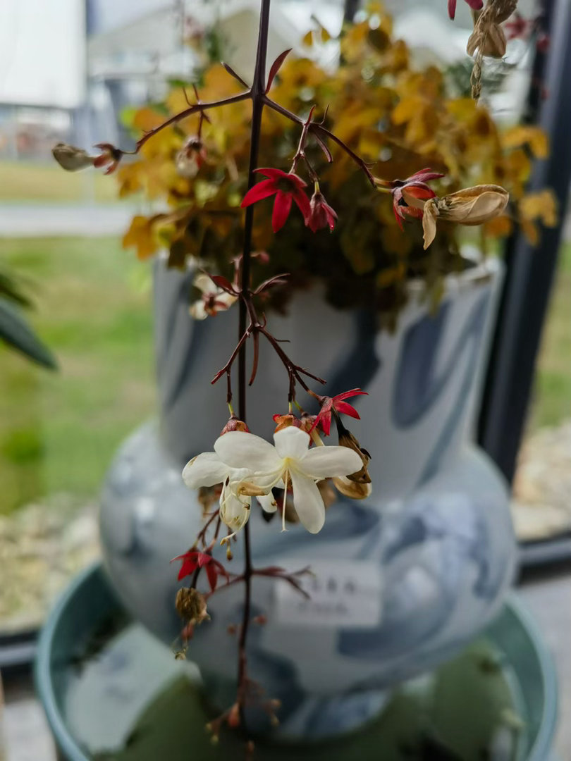 生活最好的态度，不是马不停蹄一路飞奔，而是不辜负。不辜负身边每一场花开，不辜负身