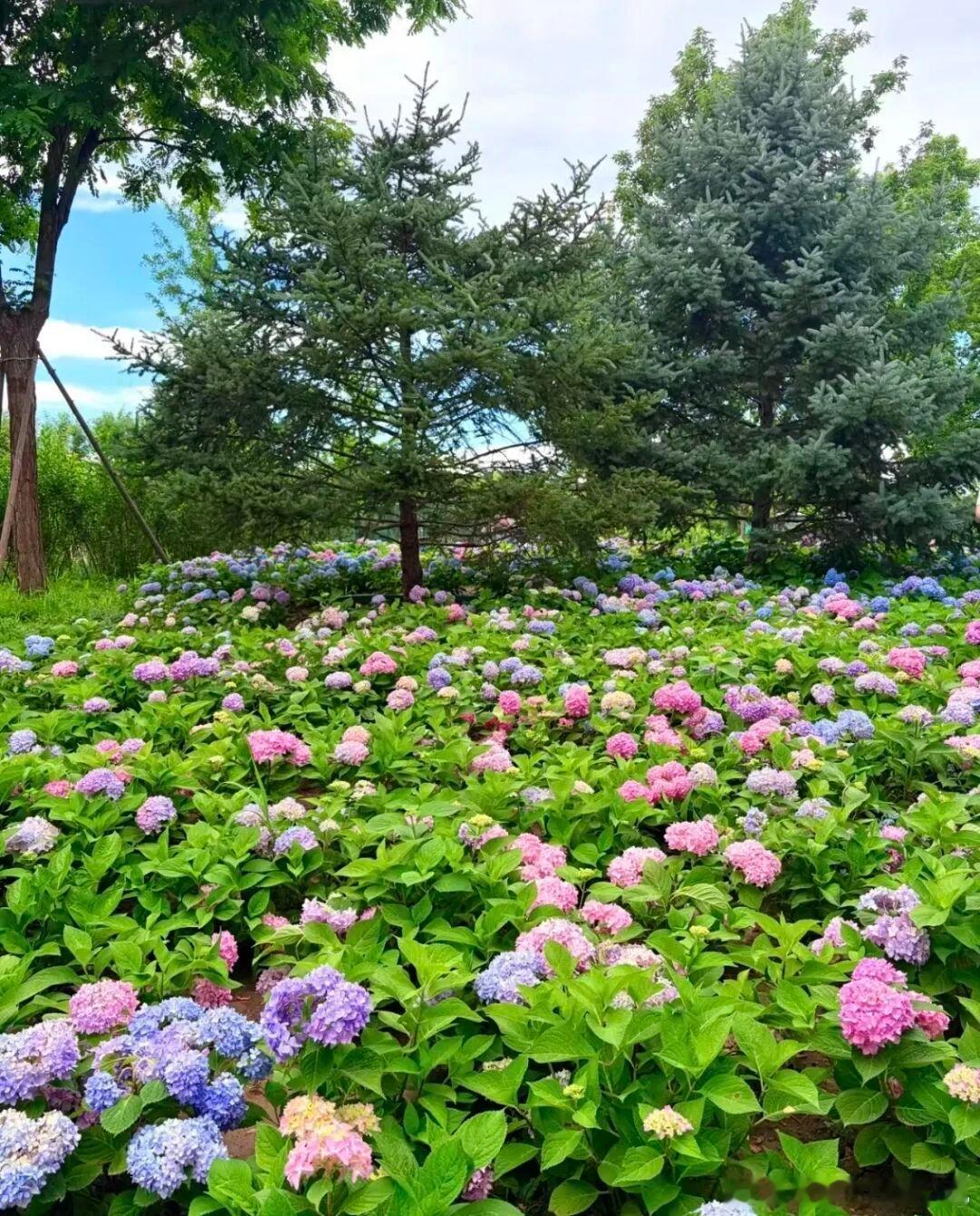 六月北京氛围感拉满！四大绣球花秘境正值盛花期💐陶然亭古典花海、温榆河粉色花坡、