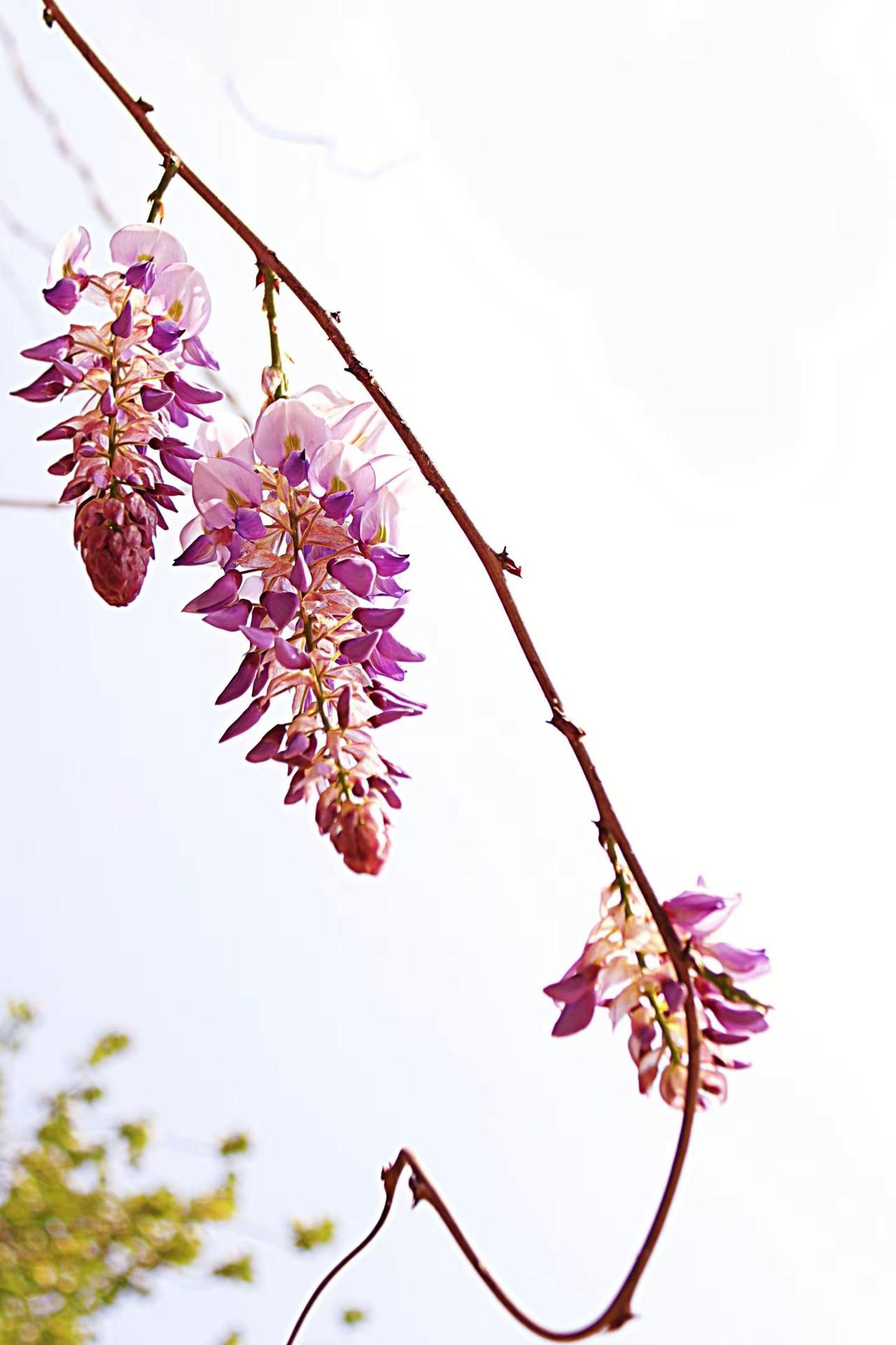 正是拍照的好时光。垂落的花枝 唯美花枝 风中摇曳的紫藤 紫藤花枝