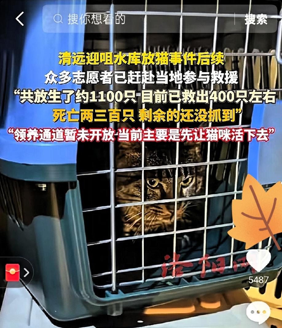 水库放生猫咪后续：300只猫死亡，放生团队动机曝光，警方通报了
嘴里喊着阿弥陀佛