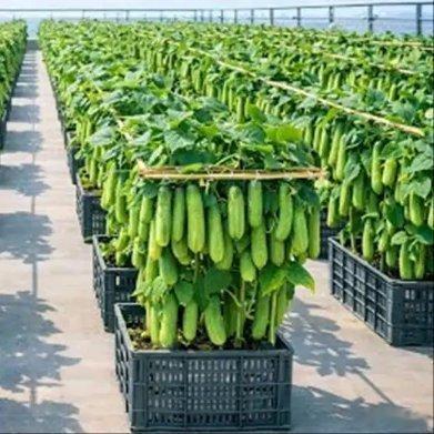 《阳台容器黄瓜种植方法 简单又实用》播放量：3.4万点赞量：515网页链接