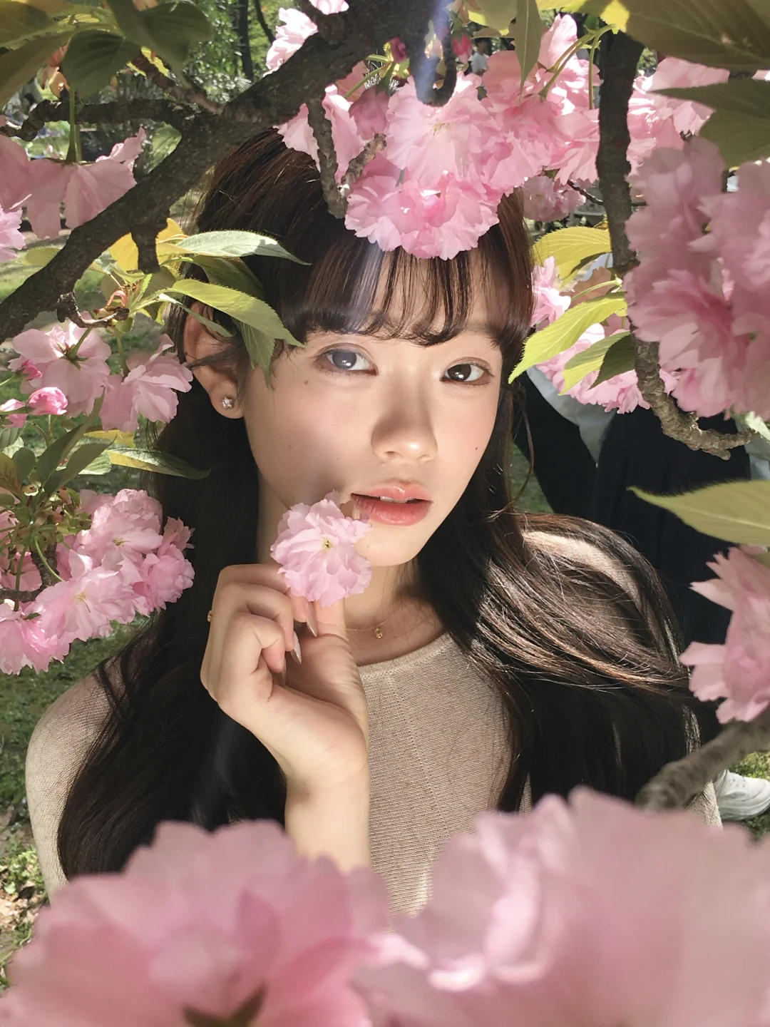晚樱的神级live图🌸