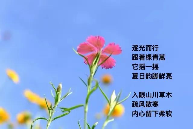 树尖上阳光  分拣
一缕明媚
早上快递给你
．
青草气息 花开声音
一小诗
仍是