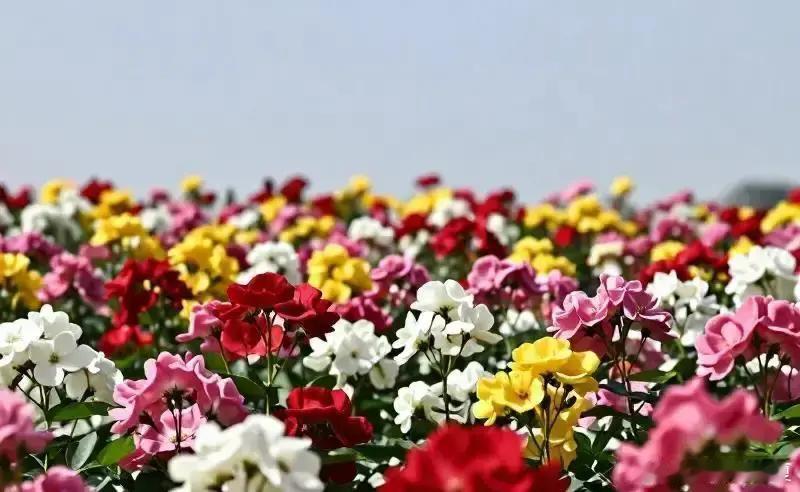 晚春百花尚未凋零，偶遇满园馥郁芬芳～ 