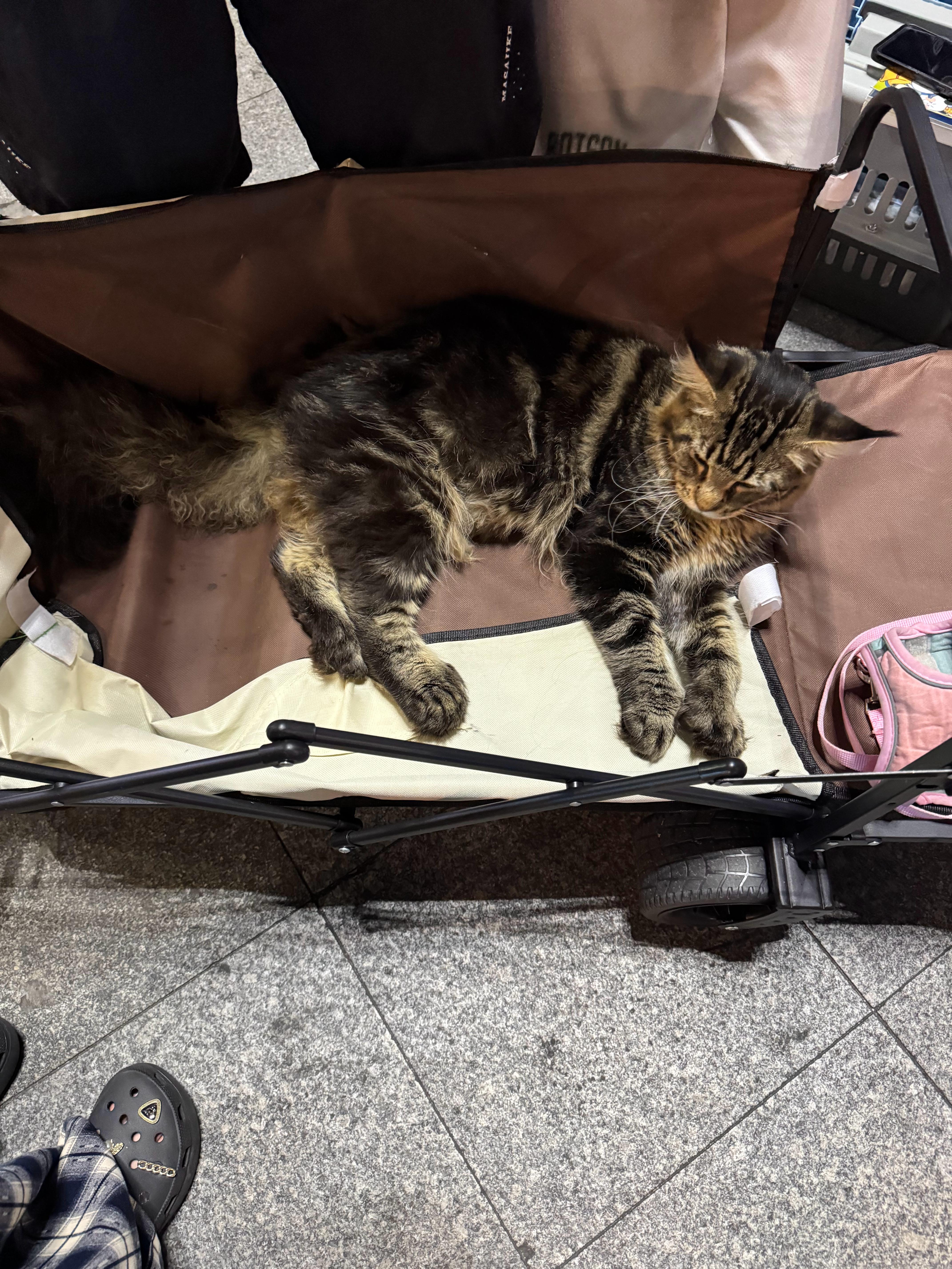 这猫啥品种，卖家要价1万 ​​​