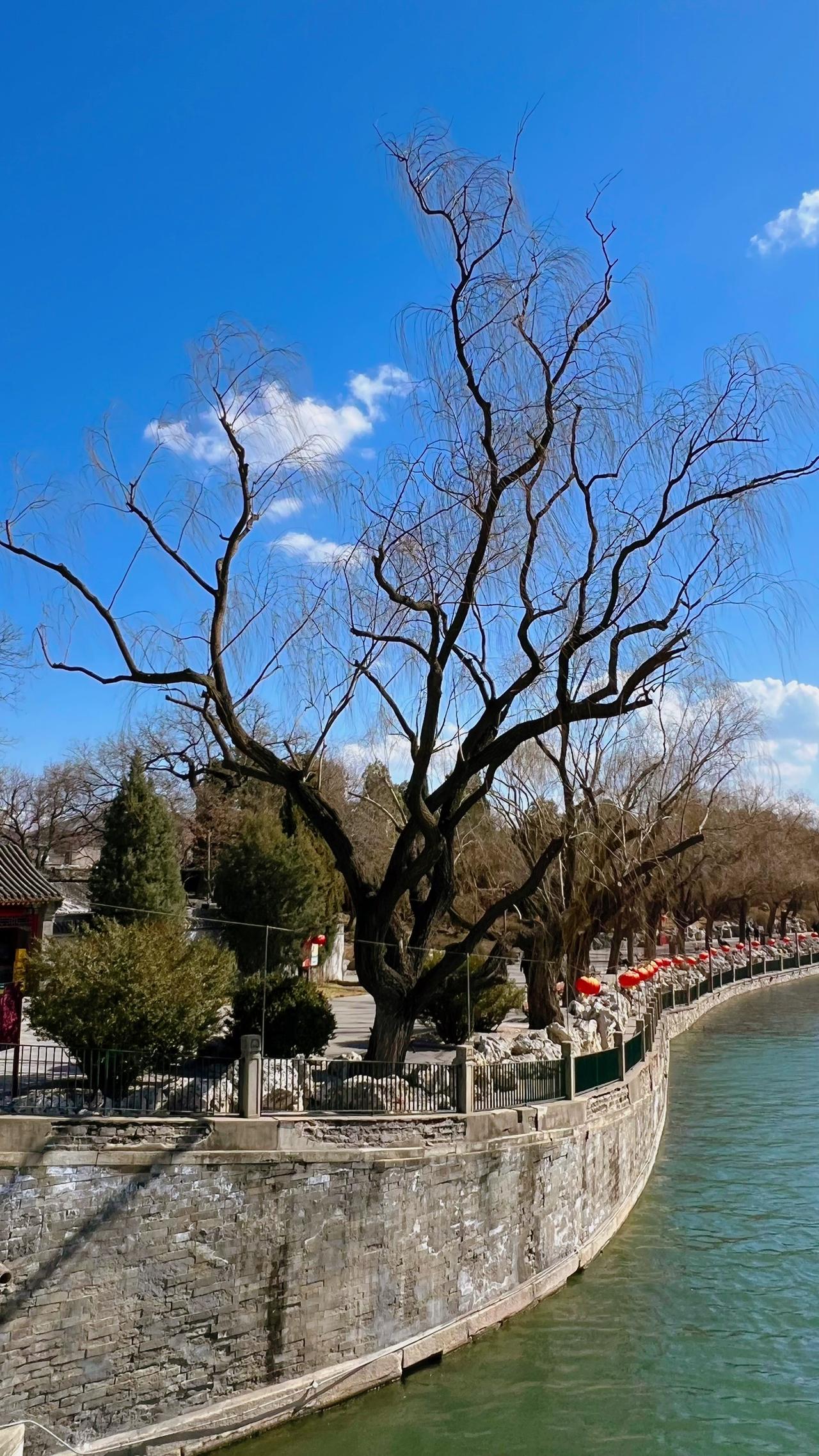 【原创】冬日北海公园小景：千年古树屹立河畔，静观岁月流转。