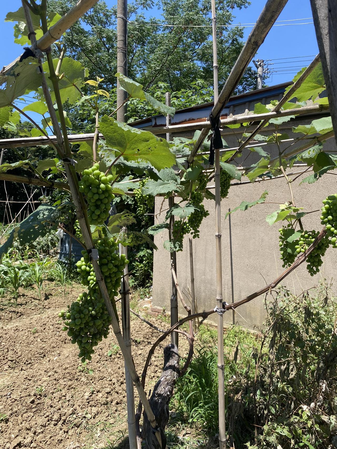 前几天杜老师告诉我，我家拆迁后院子里那棵胳膊粗的葡萄移植到他家后，今年结出了新葡