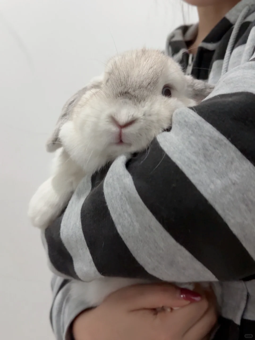 小兔子不能撒娇🥺