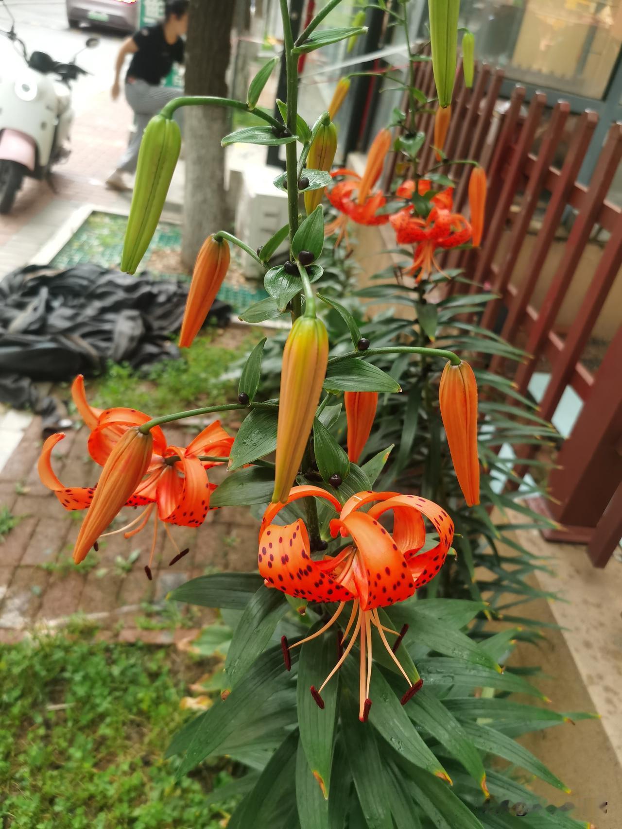 家门口种的卷丹百合全开啦，橙红花瓣带着斑点，看着格外热闹。夏天往门口一站满眼生机