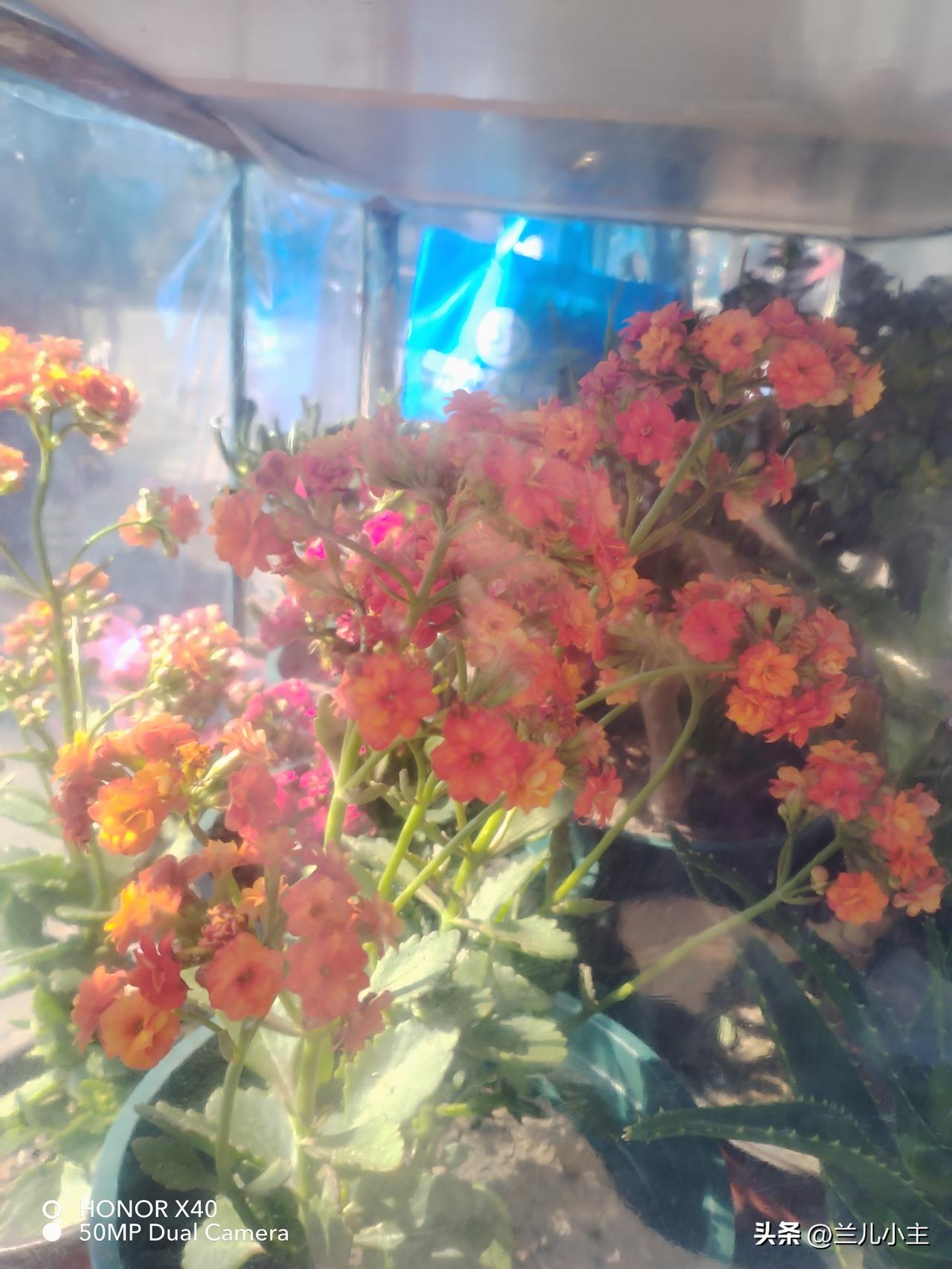 今天竟然在市场上看到了卖花的人，推着一辆小车，花有小盆和大盆的。我在想这就是移动