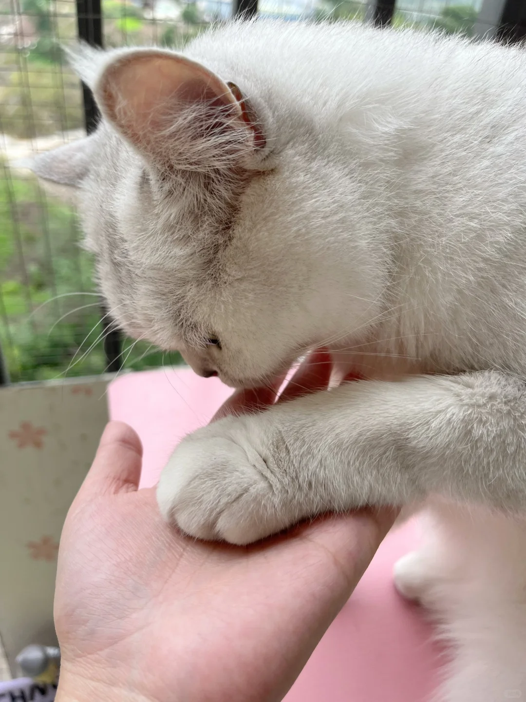 小猫咪的手尊嘟是小山竹