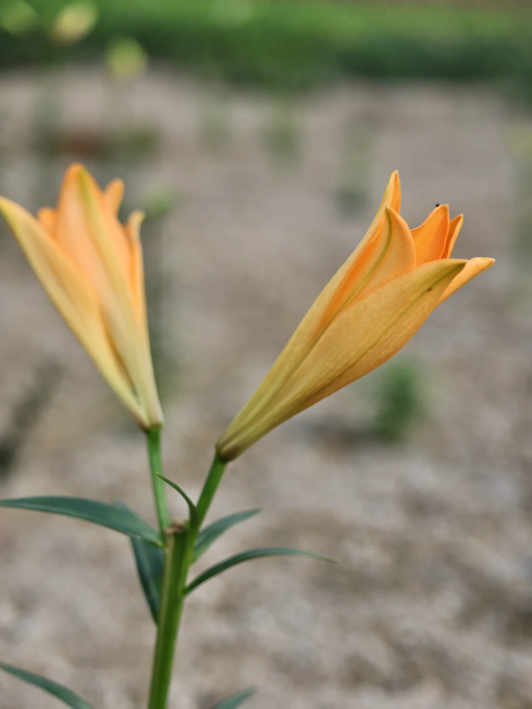 蒂芙斯