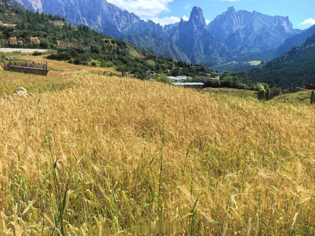 秋风赴迭部，青稞染金山🌾扎尕那全球重要农业文化遗产晨雾漫过扎尕那巍峨石峰东哇、