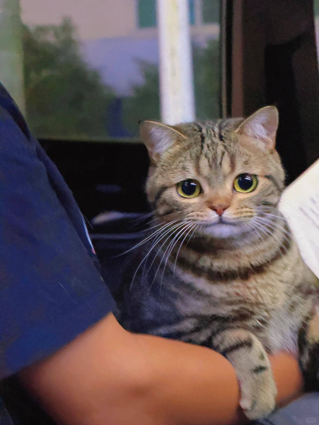 坐车偶遇了一只又拽又可爱的小猫