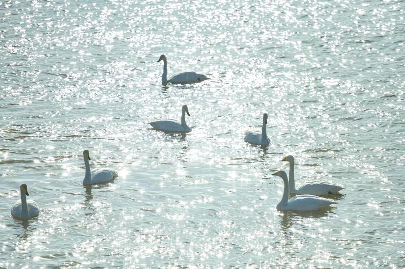 一湖秀水映兰山
满岭红枫展靓颜
旭日东升霞万道
霞映鱼波金灿灿

上联:一湖秋水