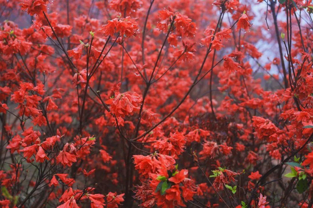 温州又一网红村爆火！1天来了2500人

最美人间四月天，雨润杜鹃别样红。4月1