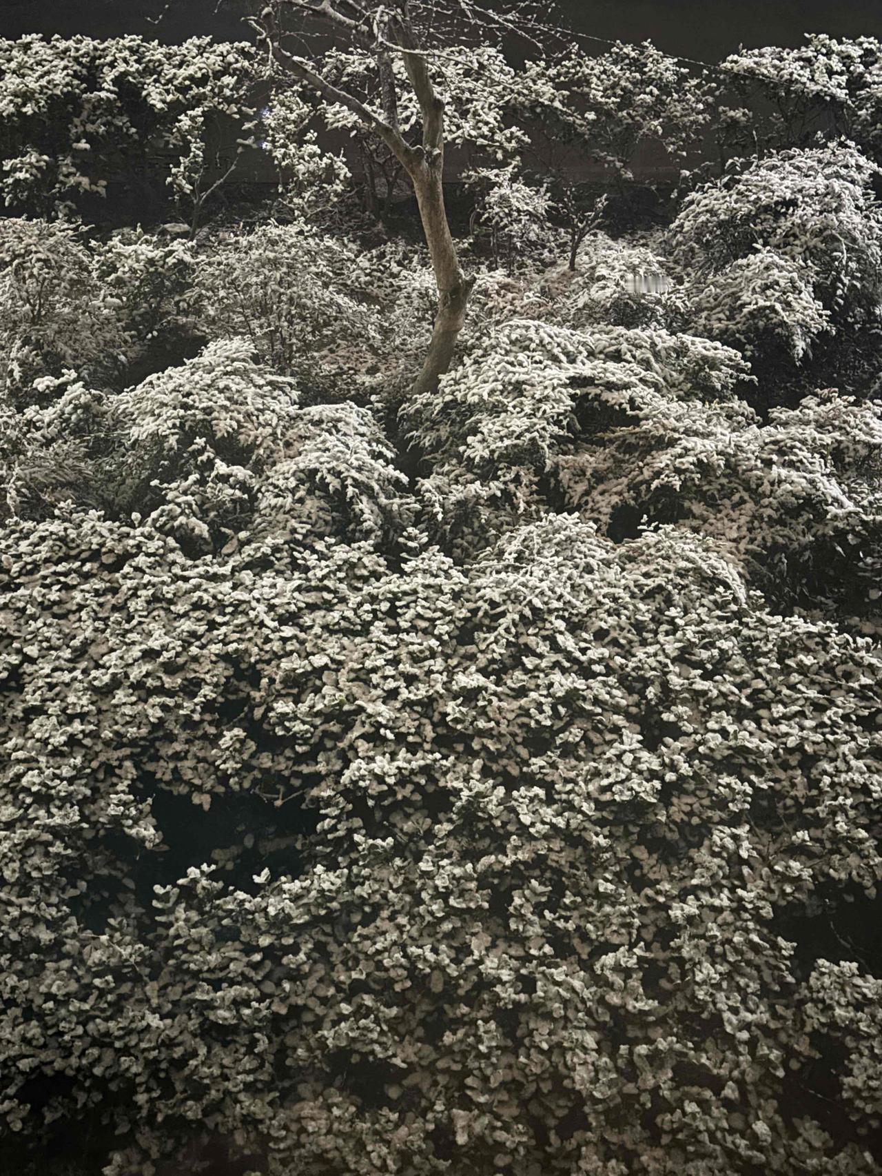 郑州今年第二场雪，从傍晚到深夜，只积了疏疏的一层白。