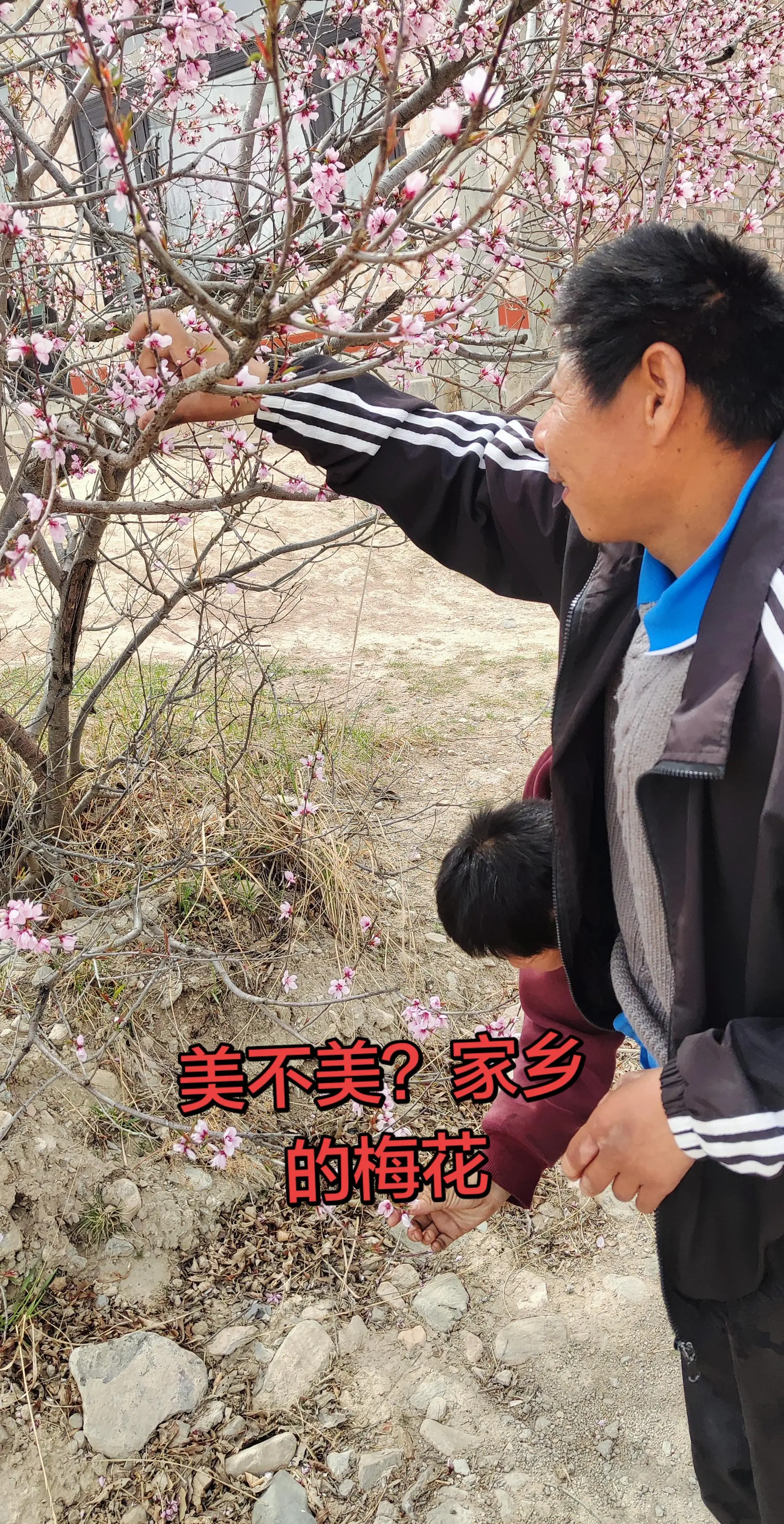 这样欣赏梅花。
